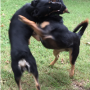 two_dogs_fighting.png